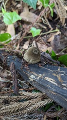 Trichaleurina tenuispora