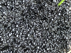 Dolichoderus taschenbergi