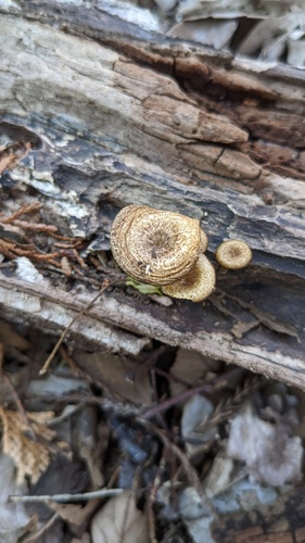 Lentinus arcularius