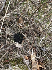 Dolichoderus taschenbergi