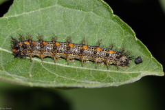 Chlosyne lacinia saundersi