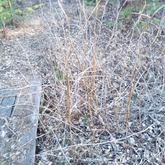 Rubus idaeus