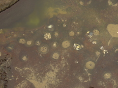 Strongylocentrotus purpuratus