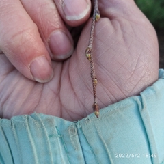 Betula pendula