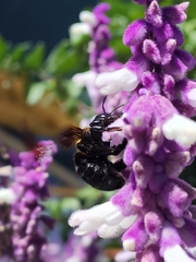 Xylocopa eximia