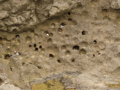 Strongylocentrotus purpuratus