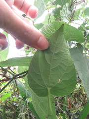 Thladiantha punctata