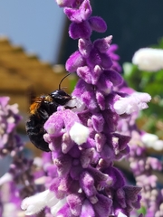 Xylocopa eximia