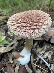 Boletellus ananas