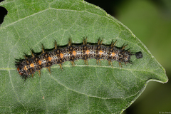 Chlosyne lacinia saundersi