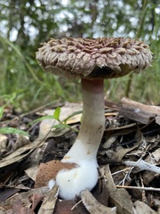 Boletellus ananas