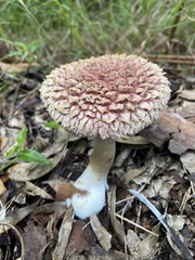 Boletellus ananas