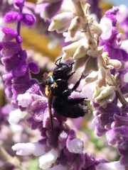 Xylocopa eximia