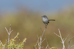 Polioptila californica
