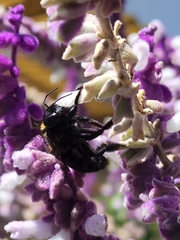 Xylocopa eximia