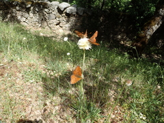 Argynnis niobe