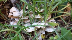 Fungi