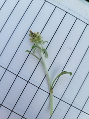 Gamochaeta argyrinea