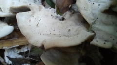 Fungi