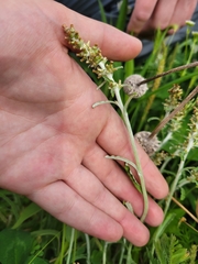 Gamochaeta argyrinea