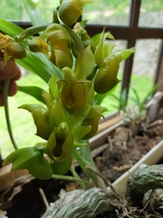 Catasetum pendulum