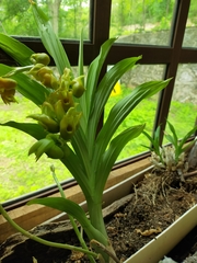 Catasetum pendulum
