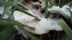 Fungi