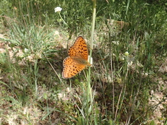 Argynnis niobe