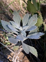 Senecio ostenii