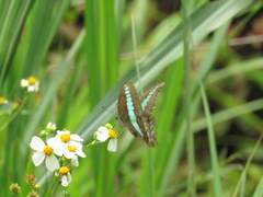 Graphium sarpedon connectens