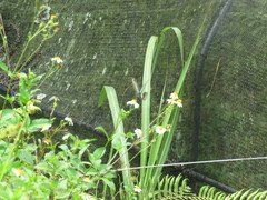 Graphium sarpedon connectens