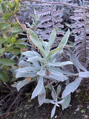 Senecio ostenii