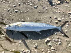 Scomberomorus maculatus