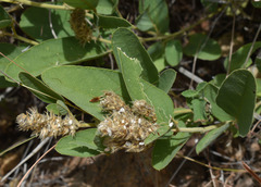 Uraria lagopodioides