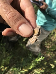 Pharneuptychia phares