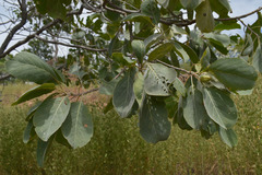Terminalia aridicola