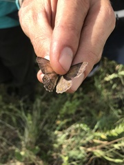 Pharneuptychia phares