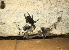 Kukulcania hibernalis