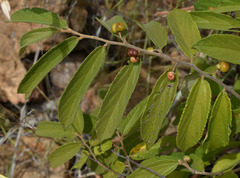 Grewia retusifolia