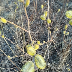 Salix