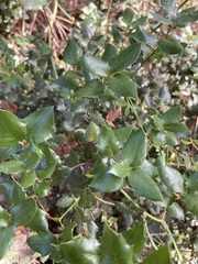 Quercus cedrosensis