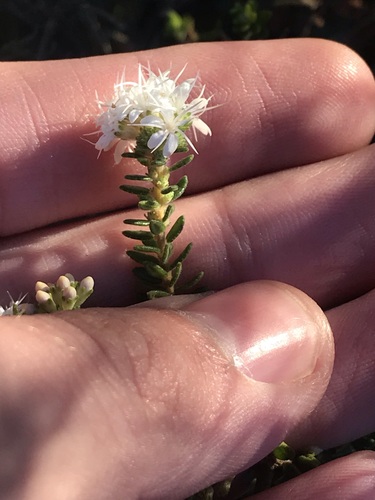 Agathosma elegans (Agathosma elegans)