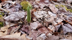 Cypripedium acaule