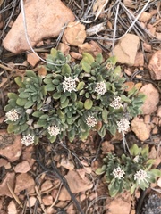 Chamaechaenactis scaposa