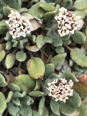 Chamaechaenactis scaposa