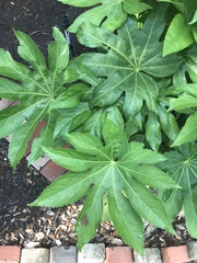 Fatsia