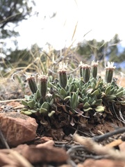 Chamaechaenactis scaposa