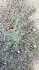 Ratibida peduncularis picta