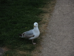 Larus argentatus