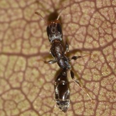 Pseudomyrmex oculatus